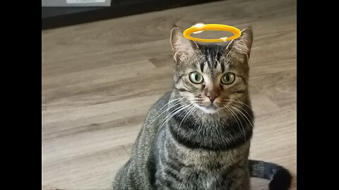 Gabby's first words 🙀