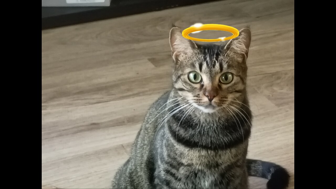 Gabby's first words 🙀