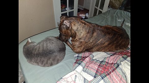 Hubby arguing with the dog