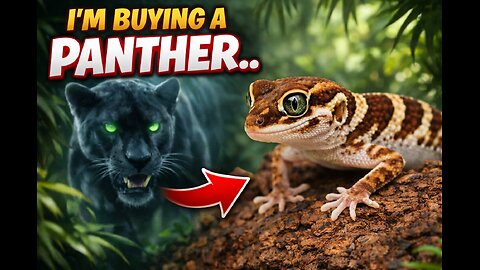 I'm buying a PANTHER!! !discord