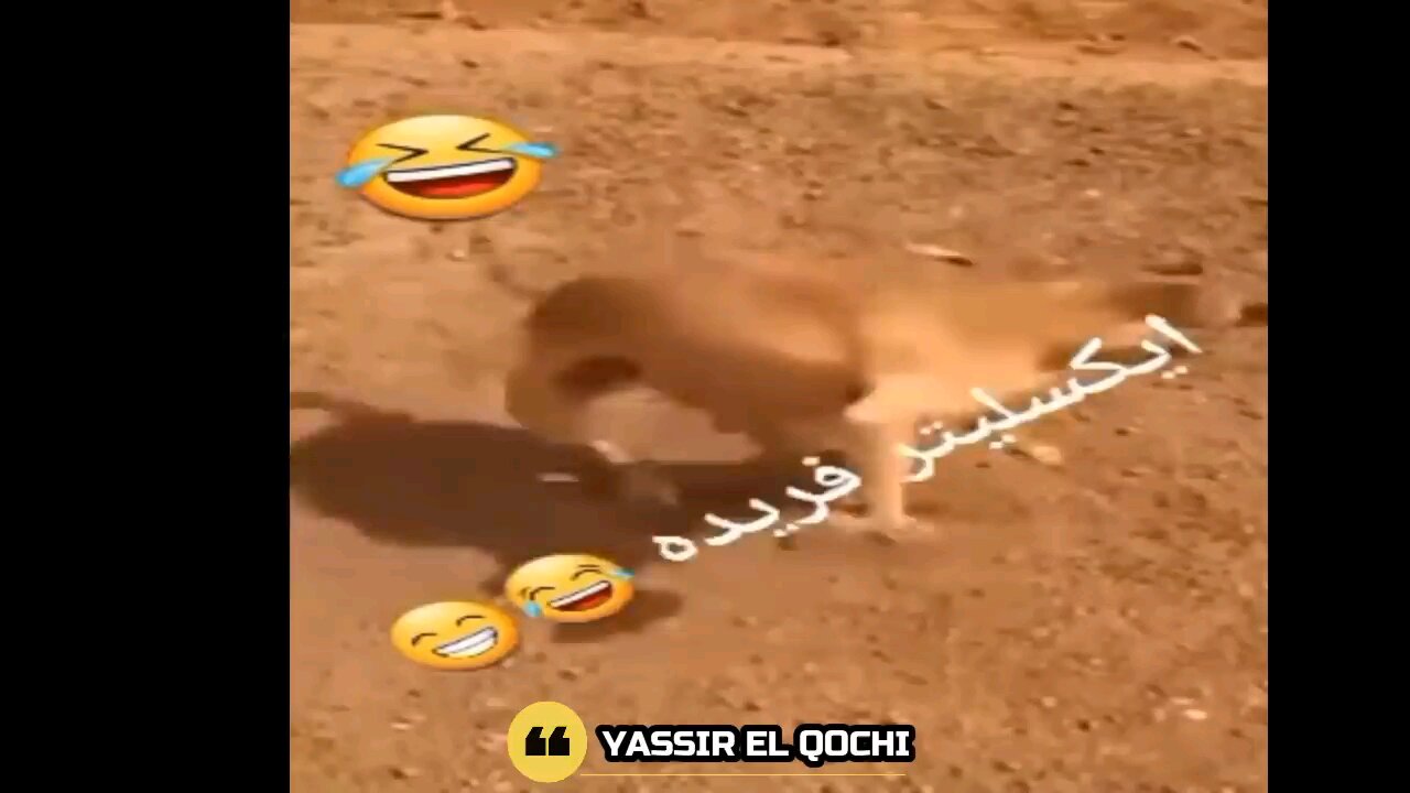 Laughing to death 🤣😂