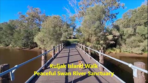 🌿🦢☀️Kuljak Island Walk Peaceful Swan River Sanctuary