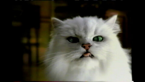 June 14, 2003 - Ads for Fancy Feast & Michelob Light