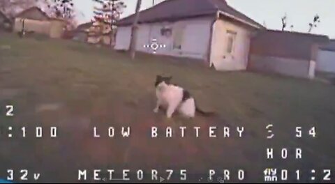 Stealth Cat Knocks Out Drone with Its Bare Paws