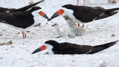 Breakfast with a Black Skimmer Family