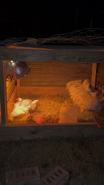 Chicks bedtime | day 44
