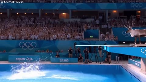 Who wins the 2025 Animal Olympics ? P1