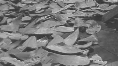 Foundry What the Ocean Hides Shark Fi... - Foundry What the Ocean Hides Shark Fishing - fc-fc-239a-b