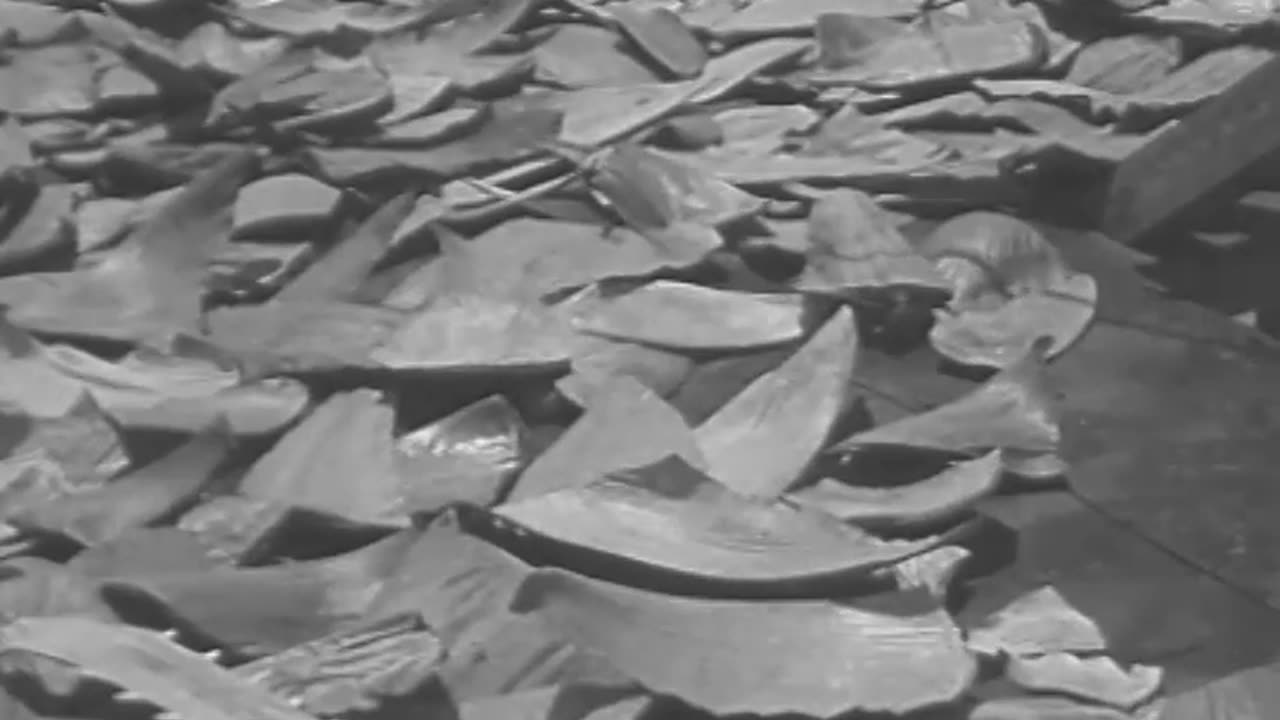 Foundry What the Ocean Hides Shark Fi... - Foundry What the Ocean Hides Shark Fishing - fc-fc-239a-b