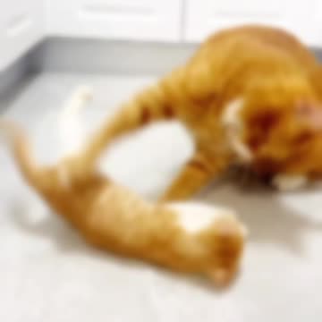 Little Yuanbao Challenges Fat Orange Cat Again