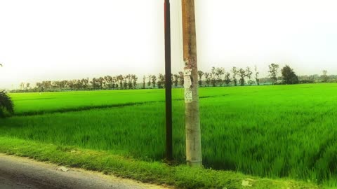 Green Rice Fields Beauty | Part 2: Sunset Colors Over the Paddies