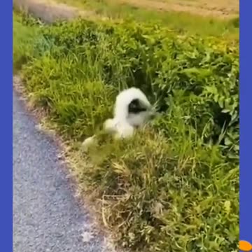 Try not to laugh🤣 Funny animals😹