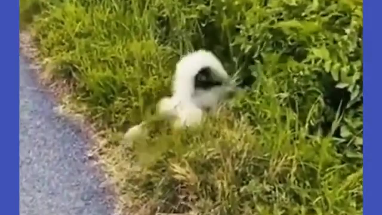 Try not to laugh🤣 Funny animals😹