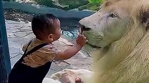 Boy Touches Lion’s Nose! 🦁 Mind-Blowing Zoo Moment |