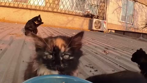 🐱 I Found a Cat Living on the Roof of a Store! You Won’t Believe What Happened Next! 😱✨