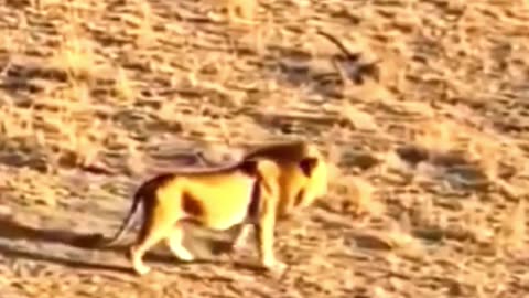 Lion’s Heroic Act Saves Deer
