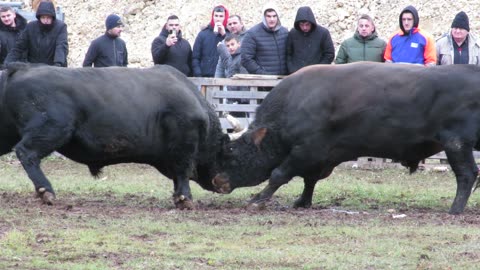 Bambi od Grabovca i Vučemila vs Brizan od Miloša i Želje