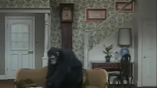 Lucy and the Monkey