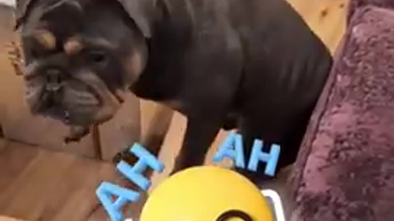 A Bunch of Very Naughty Dogs