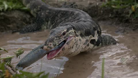 komodo dragon resting near the water in lumpini park bangkok thailand