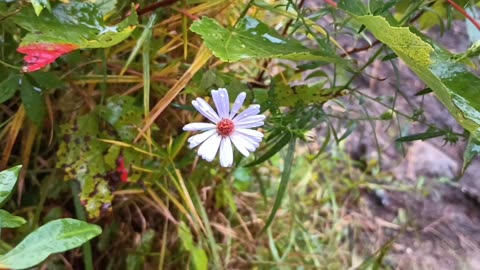 Aster
