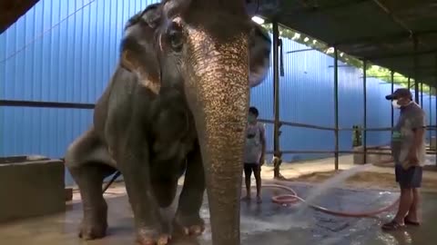 Vaccine for elephant virus ready for wider use, researchers say