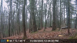 The Woods – 12/01/2025