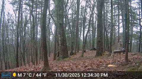 The Woods – 12/01/2025