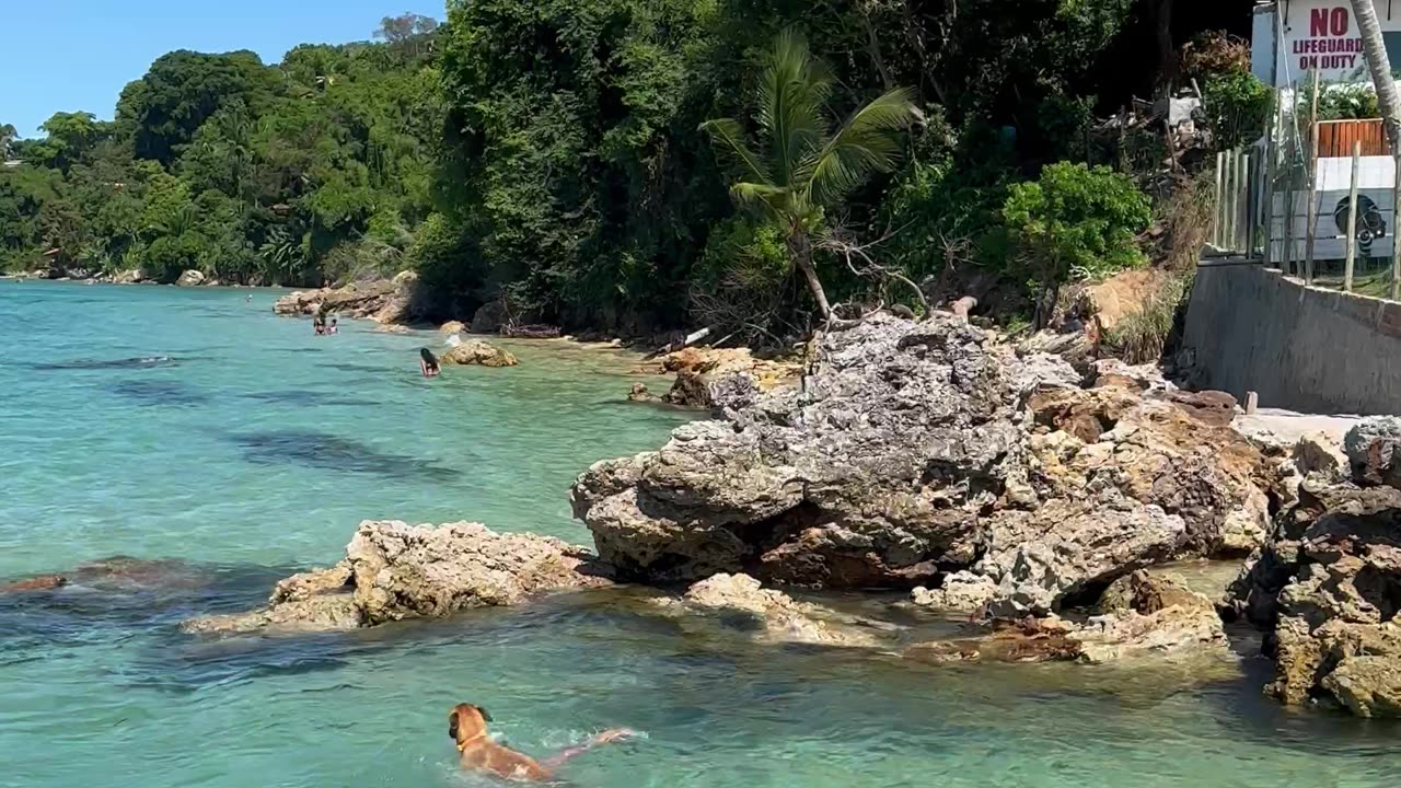 Dog Tries to "Save" Owner From Water