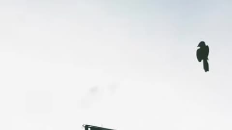 🕊️👽 Glitch in the Matrix? UFO or Bird? | TheTruthAbove