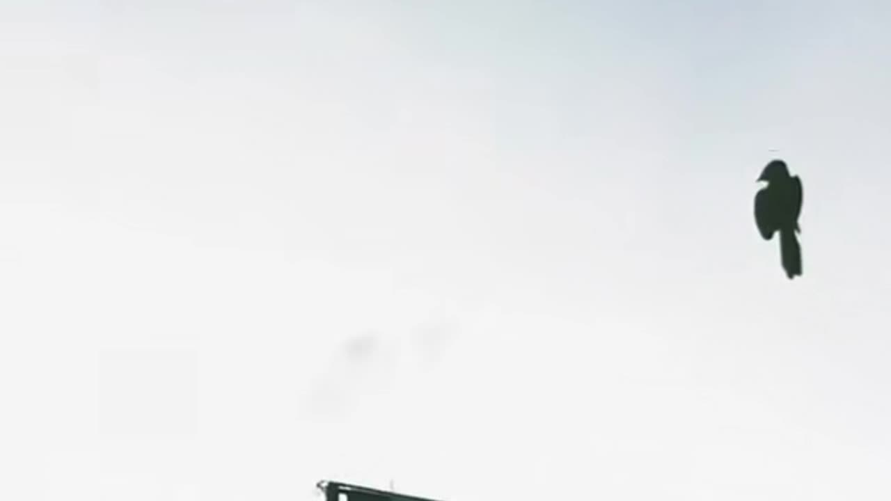 🕊️👽 Glitch in the Matrix? UFO or Bird? | TheTruthAbove