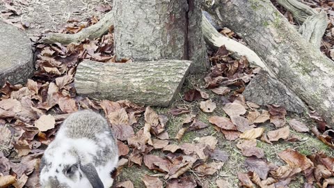 baby bunnies learning to hop! 🐇💗