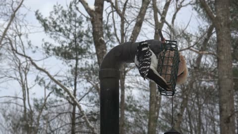 Hairy Woodpecker and Tufted Titmouse