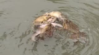 😂✋ Back Off Bro! You Won't Believe This Animal's Move | FunFM