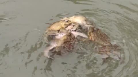 😂✋ Back Off Bro! You Won't Believe This Animal's Move | FunFM