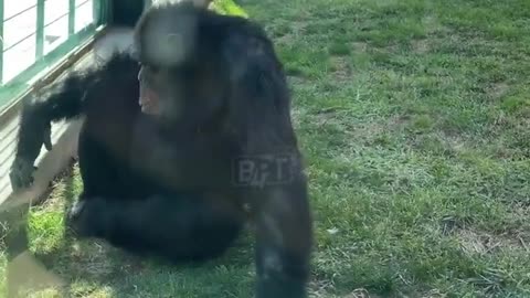 🤯✨ Chimpanzee Caught Smoking in Turkey! Unbelievable Scene | FeedMyCuriosity