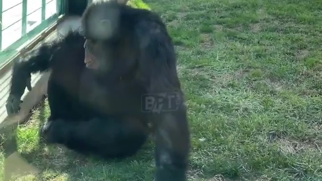 🤯✨ Chimpanzee Caught Smoking in Turkey! Unbelievable Scene | FeedMyCuriosity