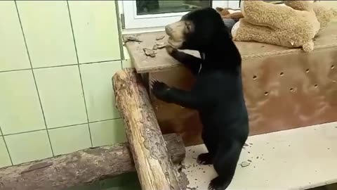 Little black bear cub
