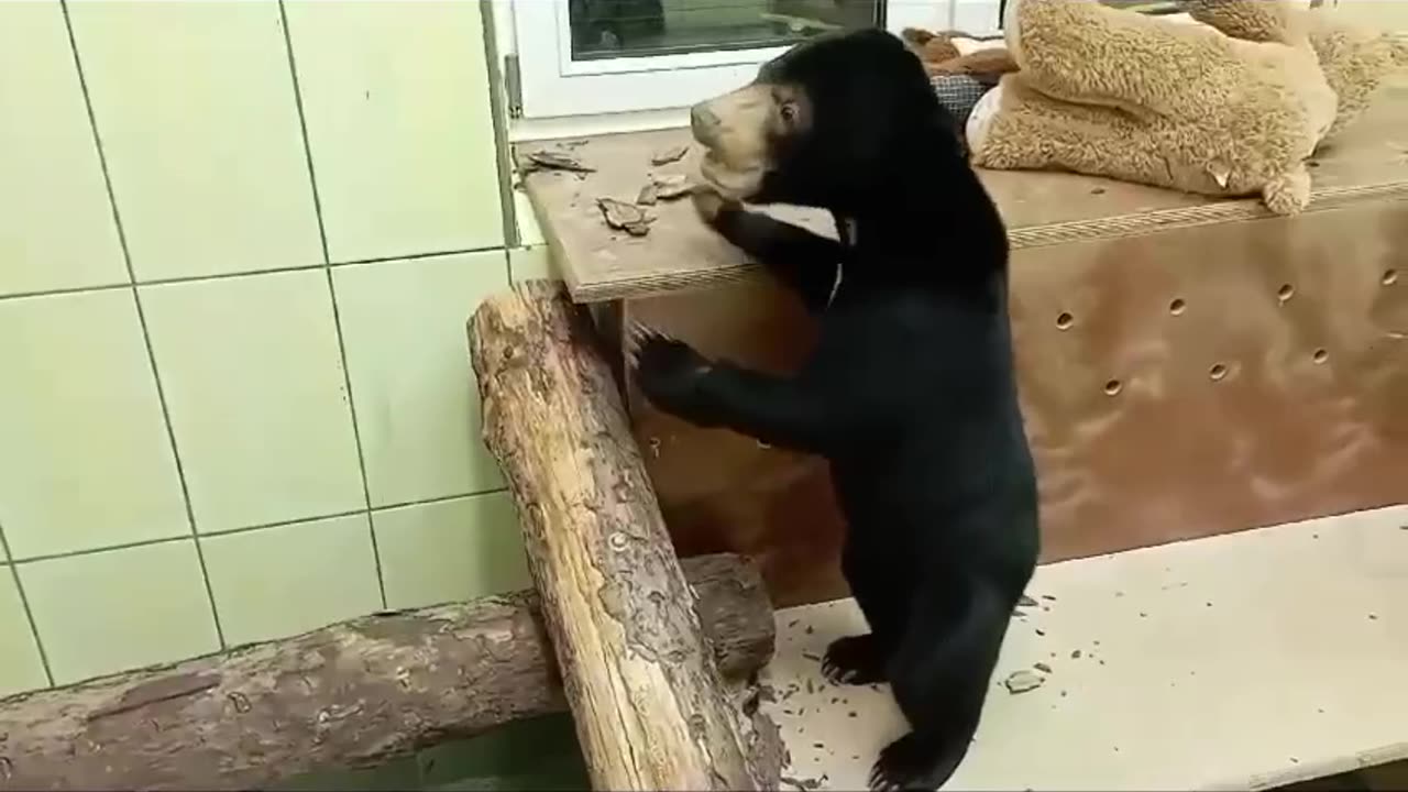 Little black bear cub