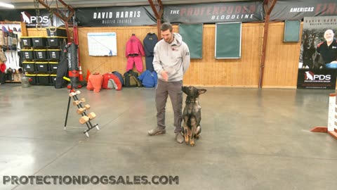 German Shepherd Protection Dog willing to please