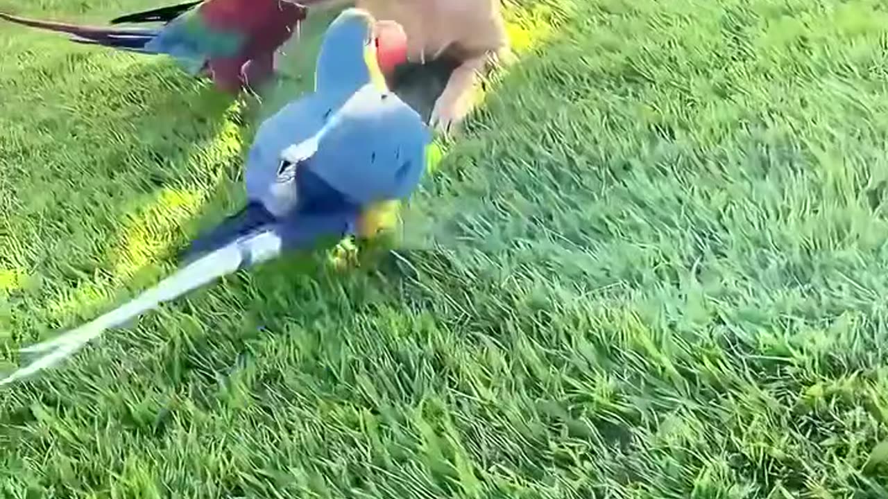 A man adopted lost baby parrots