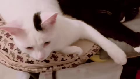 Ringo and Candy relaxing 🐈 🐈‍⬛