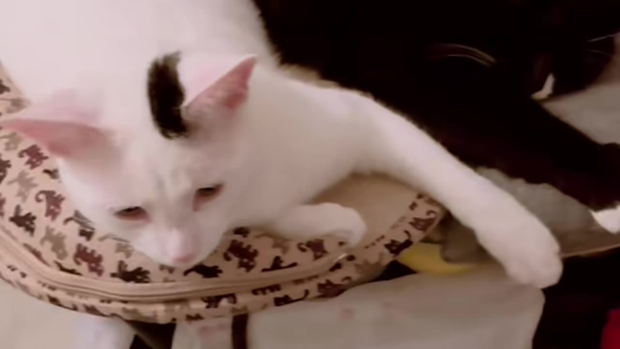 Ringo and Candy relaxing 🐈 🐈⬛