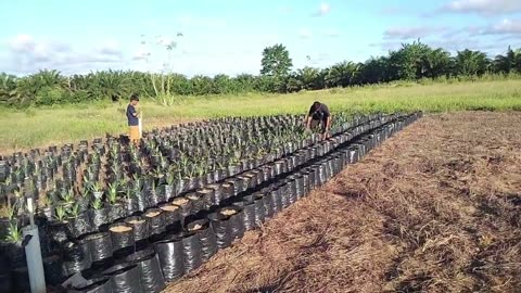 Proper Palm Oil Seeding Techniques | From Start to Finish