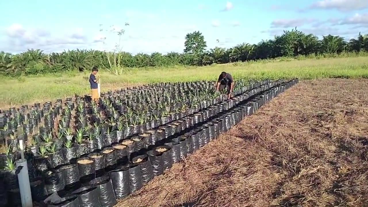 Proper Palm Oil Seeding Techniques | From Start to Finish