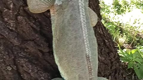 Green Iguana Shows Off Amazing Climbing Skills! 😂