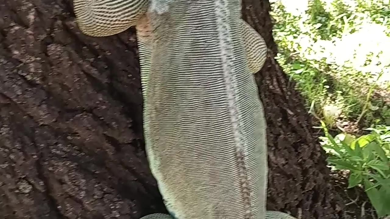 Green Iguana Shows Off Amazing Climbing Skills! 😂