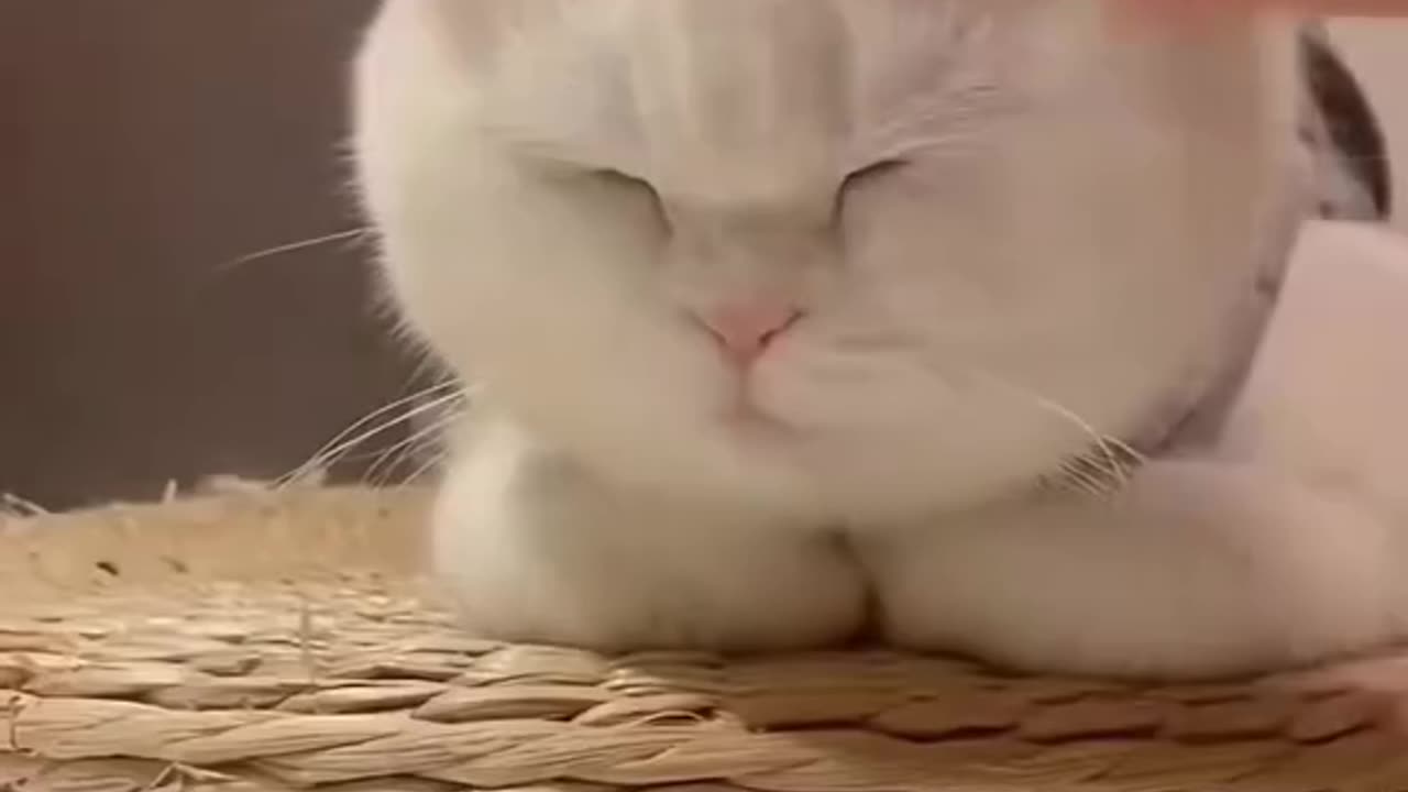 Cats are aliens 😂