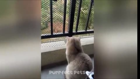 Funny animals video 😹😂