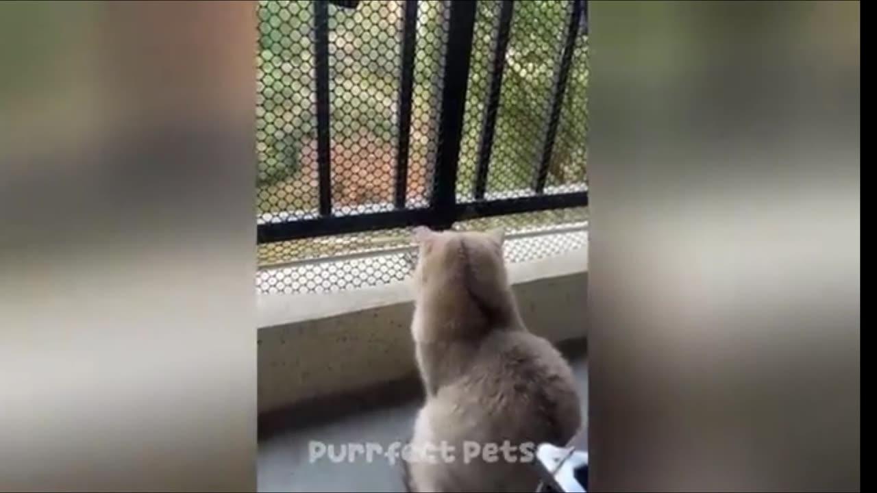 Funny animals video 😹😂